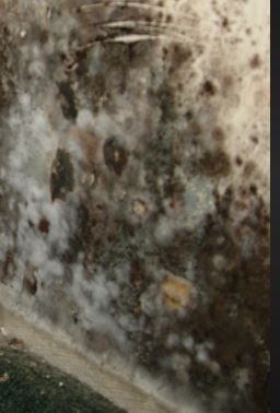 Mold